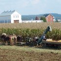 Harvesting Corn